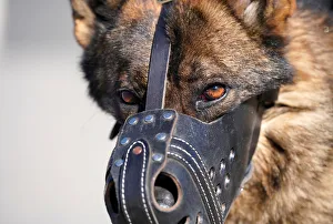 New Gallery: A guard dog waits to attend a daily training session at the Forbidden City in central