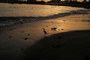 A gull is pictured at the shore beside Soumbedioune fish market in the capital Dakar