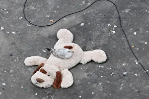 A gull is seen resting on a soft toy discarded on a bridge support structure on the River A gull is seen resting on a soft toy discarded on a bridge support structure on the River