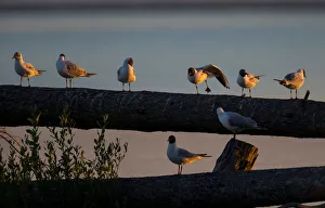 Gulls sit on a dead tree at a lake near the town of Vileika Gulls sit on a dead tree at a lake near the town of Vileika