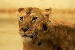 A two and half month-old lion cub leans on his mother, inside their enclosure at the Zoo A two and half month-old lion cub leans on his mother, inside their enclosure at the Zoo