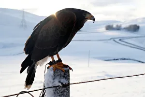 A harris hawk perches on a fence by the B797 near Leadhills, Scotland A harris hawk perches on a fence by the B797 near Leadhills, Scotland