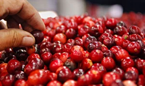 Images Dated 27th September 2006: Harvested cranberries are processed at Atoka farms in Manseau, Canada