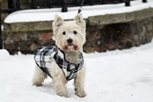 Harvey, a 3 year old West Highland Terrier dog walks in the snow in Dublin Harvey, a 3 year old West Highland Terrier dog walks in the snow in Dublin