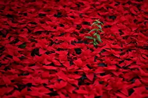 Flowers Gallery: Six hectares of traditional Christmas red Poinsettia flowers are prepared for wholesale