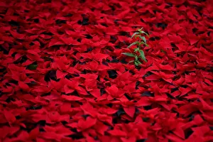 Six hectares of traditional Christmas red Poinsettia flowers are prepared for wholesale Six hectares of traditional Christmas red Poinsettia flowers are prepared for wholesale