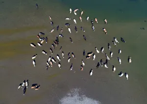 A herd of cows cools down in the Oya River on a hot summer day in Krasnoyarsk region A herd of cows cools down in the Oya River on a hot summer day in Krasnoyarsk region
