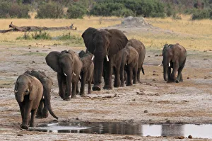 Bulawayo Gallery: A herd of elephants walk past a watering hole in Hwange National Park