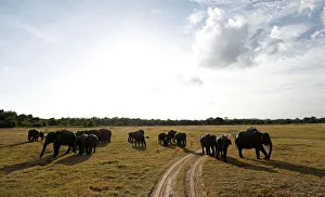 A herd of wild elephants is seen at Kaudulla national park in Habarana A herd of wild elephants is seen at Kaudulla national park in Habarana