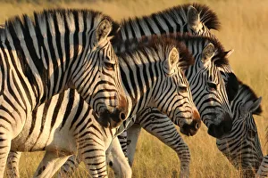 A herd of zebras is seen in the Okavango Delta A herd of zebras is seen in the Okavango Delta