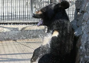A Himalayan bear cools down under a stream of water sprayed by an employee at a zoo in A Himalayan bear cools down under a stream of water sprayed by an employee at a zoo in