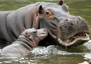 Hippopotamus opens its mouth nurses its seven-day-old baby hippo in Buenos Aires zoo Hippopotamus opens its mouth nurses its seven-day-old baby hippo in Buenos Aires zoo