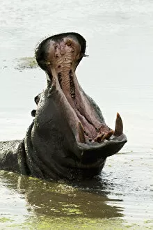 Images Dated 16th August 2012: A hippopotamus opens its mouth in a river in Grumeti in Tanzanias Serengeti National