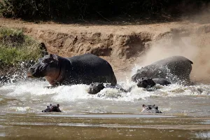 Hippos run into a river at the Mpala Research Centre in Laikipia County Hippos run into a river at the Mpala Research Centre in Laikipia County