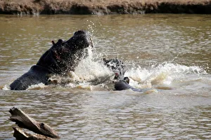 Hippos splash water in a river at the Mpala Research Centre in Laikipia County Kenya Hippos splash water in a river at the Mpala Research Centre in Laikipia County Kenya