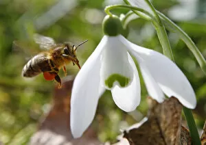Images Dated 20th March 2013: A honeybee approaches a snowdrop flower in Klosterneuburg on the first day of spring
