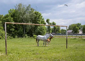 A horse with a foal are seen near an old football goal in a field near the village of A horse with a foal are seen near an old football goal in a field near the village of