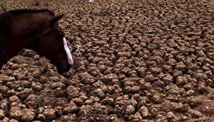 A horse is pictured in part of the Jaquari reservoir, during a drought in Vargem A horse is pictured in part of the Jaquari reservoir, during a drought in Vargem