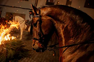 A horse waits for the start of the Luminarias celebration on the eve of Saint Anthony' A horse waits for the start of the Luminarias celebration on the eve of Saint Anthony'