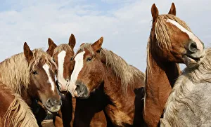 Horses gather for feeding at the Voskhod farm outside the village of Taseevo Horses gather for feeding at the Voskhod farm outside the village of Taseevo