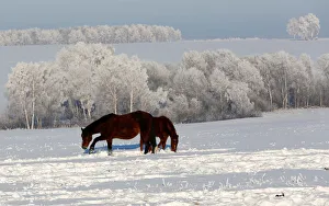 Russia Gallery: Horses graze on a snow-covered field outside the village of Chesnoki