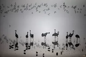 Hula Lake Ornithology and Nature Park Migrating Cranes