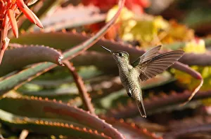 A humming bird flies at a public square in Vina del Mar A humming bird flies at a public square in Vina del Mar