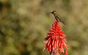 A humming bird stands on a plant at a public square in Vina del Mar A humming bird stands on a plant at a public square in Vina del Mar