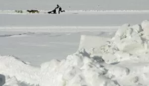 Images Dated 28th January 2006: Four huskies speed during first dog sledge race in Inzell