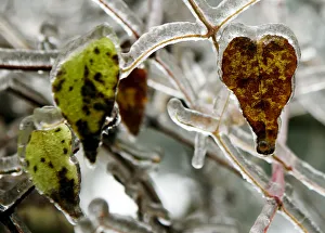 Ice covered leafs are pictured on a tree near Amstall Ice covered leafs are pictured on a tree near Amstall