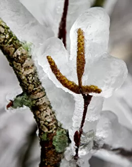 Images Dated 2nd December 2014: Ice covered leaves are pictured on a tress near Kottes