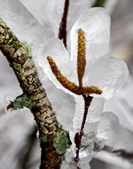 Ice covered leaves are pictured on a tress near Kottes Ice covered leaves are pictured on a tress near Kottes