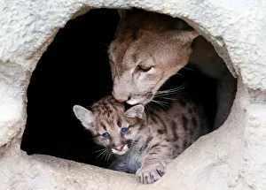 Ice, a four-year-old female North American cougar, licks its one-month-old cub Ice, a four-year-old female North American cougar, licks its one-month-old cub
