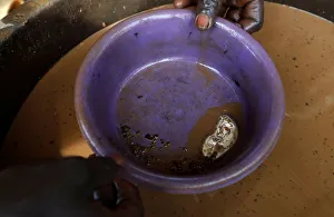 An informal gold miner adds mercury to panned material to suck the gold out of the dirt An informal gold miner adds mercury to panned material to suck the gold out of the dirt