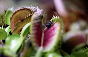 An insect lands on a Venus flytrap, a meat-eating plant on display at the carnivorous