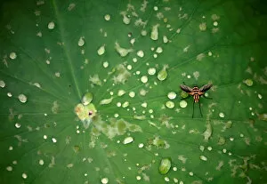 Images Dated 26th September 2019: An insect is pictured on the leaf of a lotus after the rain at a pond in Lalitpur