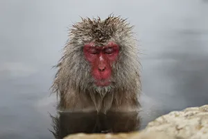 Images Dated 20th January 2014: A Japanese Macaque soaks in a hot spring at a snow-covered valley in Yamanouchi town