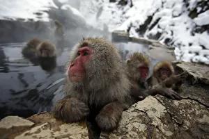 Images Dated 20th January 2014: Japanese Macaques gather to soak in a hot spring at a snow-covered valley in Yamanouchi