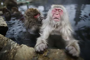 Images Dated 20th January 2014: Japanese Macaques groom each other in a hot spring at a snow-covered valley in Yamanouchi