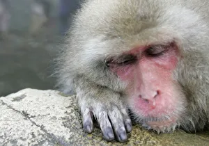 Japanese monkey bathes in a hot spring in Yamanouchi town, central Japan Japanese monkey bathes in a hot spring in Yamanouchi town, central Japan