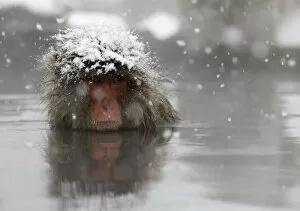A Japanese monkey soaks in a hot spring in a snow-covered valley in Yamanouchi town