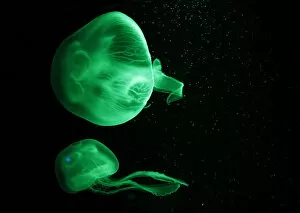 Images Dated 30th August 2011: Jellyfish are illuminated inside an aquarium in Palma de Mallorca
