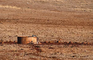 A kangaroo drinks from a water tank located in a drought-effected paddock on farmer A kangaroo drinks from a water tank located in a drought-effected paddock on farmer