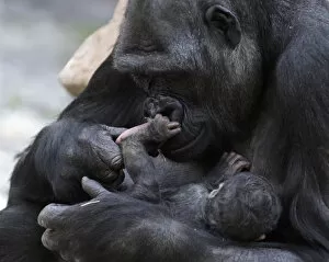 Images Dated 24th April 2010: Kijivu, a western lowland gorilla, holds her newborn baby at Pragues zoo in Prague