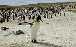 Gentoo Penguin Gallery: A King Penguin crosses in front of a flock of Gentoo Penguins near Port Stanley