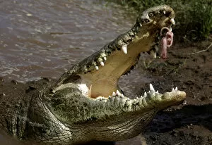 Images Dated 18th July 2019: A large crocodile eats a chicken given by Juan Cerdas, whose hobby is feeding them at the