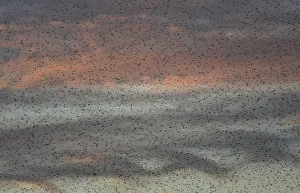 Large flocks of starlings fly at dusk over the Somerset Levels near Glastonbury Large flocks of starlings fly at dusk over the Somerset Levels near Glastonbury