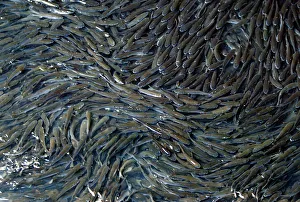 LARGE SCHOOLS OF BLACK MULLETS CREATE PATTERN IN TOKYO RIVER LARGE SCHOOLS OF BLACK MULLETS CREATE PATTERN IN TOKYO RIVER