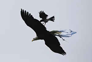 Lazios mascot eagle Olimpia is attacked by a crow as it flies before the start of their Lazios mascot eagle Olimpia is attacked by a crow as it flies before the start of their