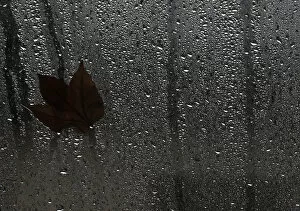 Images Dated 10th October 2011: A leaf is pictured on a wet glass wall on a rainy day in Berlin